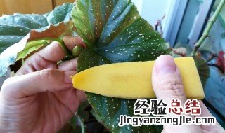 香蕉皮怎么做花的肥料 生活小技巧分享