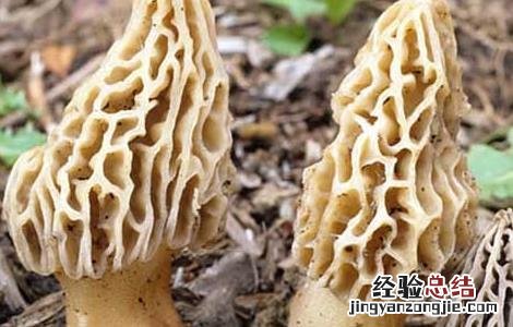 孕妇能吃羊肚菌吗晚期 孕妇能吃羊肚菌吗