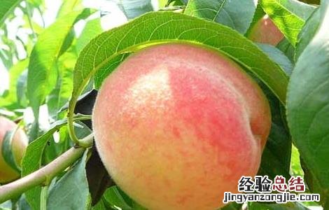 哪些人不适合吃桃子水果 哪些人不适合吃桃子