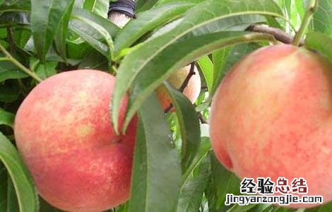 哪些人不适合吃桃子水果 哪些人不适合吃桃子