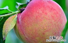 哪些人不适合吃桃子水果 哪些人不适合吃桃子