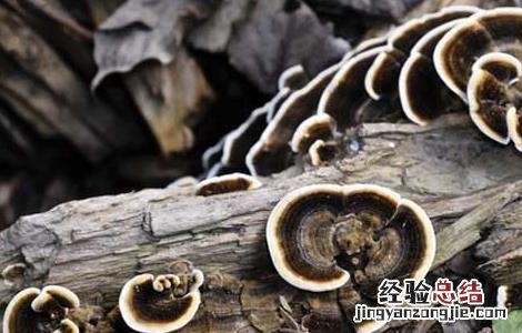 孕妇可以吃灵芝吗晚期 孕妇可以吃灵芝吗