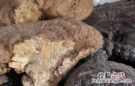 孕妇可以吃灵芝吗晚期 孕妇可以吃灵芝吗