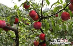 李子和什么不能一起吃栗子 李子和什么不能一起吃