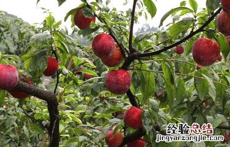 李子和什么不能一起吃栗子 李子和什么不能一起吃
