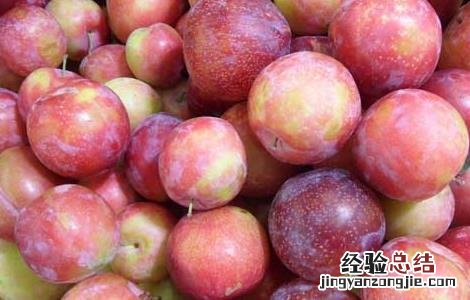 李子和什么不能一起吃栗子 李子和什么不能一起吃