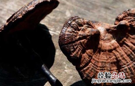 灵芝不能和什么同吃 灵芝不能和什么同吃同喝