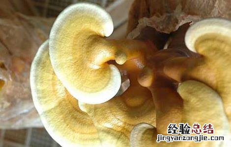 灵芝不能和什么同吃 灵芝不能和什么同吃同喝