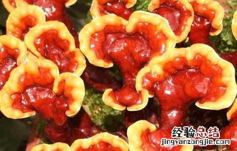 灵芝不能和什么同吃 灵芝不能和什么同吃同喝