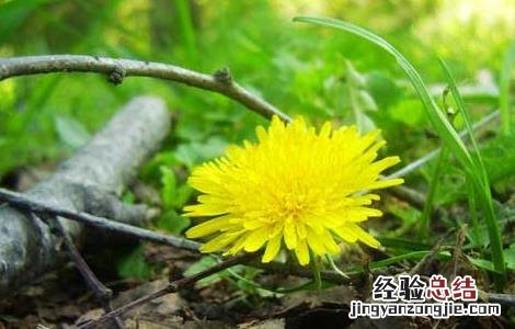 孕妇能吃蒲公英吗? 孕妇能吃蒲公英吗