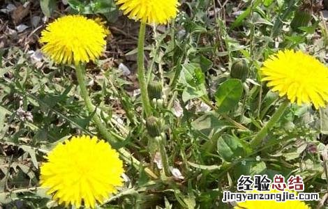 孕妇能吃蒲公英吗? 孕妇能吃蒲公英吗