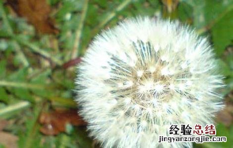 孕妇能吃蒲公英吗? 孕妇能吃蒲公英吗
