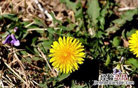 孕妇能吃蒲公英吗? 孕妇能吃蒲公英吗