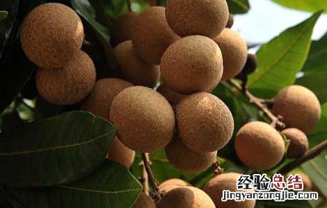 龙眼和什么不能一起吃 龙眼和什么不能一起吃会中毒