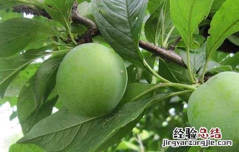 孕妇可以吃李子吗?孕早期 孕妇可以吃李子吗
