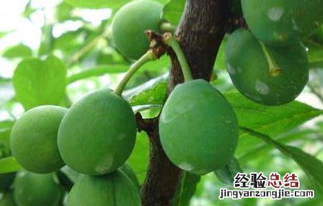 孕妇可以吃李子吗?孕早期 孕妇可以吃李子吗