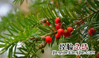 30公分粗的红豆杉长多少年 红豆杉20公分粗的多少年
