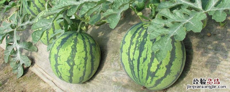 西瓜用高钾肥料起到什么作用 钾肥对西瓜有什么作用