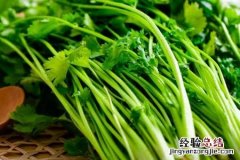 今天是世界讨厌香菜日！为什么很多人讨厌香菜？看详细原因！