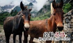 骡子 寿命 骡子的寿命一般是多少年