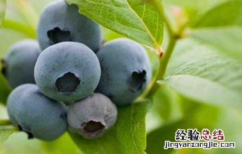 孕妇能吃蓝莓吗 孕妇能吃蓝莓吗早期