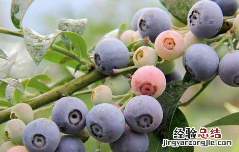 孕妇能吃蓝莓吗 孕妇能吃蓝莓吗早期