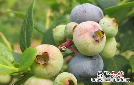 孕妇能吃蓝莓吗 孕妇能吃蓝莓吗早期