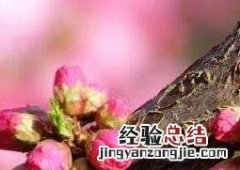 春天开的花有哪些 春天开的花有哪些 常见