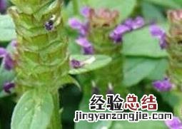 春天开的花有哪些 春天开的花有哪些 常见