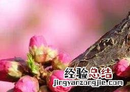 春天开的花有哪些 春天开的花有哪些 常见