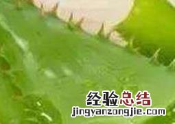 芦荟有哪些功效与作用 芦荟有哪些功效与作用图片