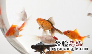 闲来垂钓碧溪上引用了什么典故