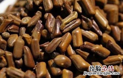 孕妇能喝决明子茶吗中期 孕妇能喝决明子茶吗