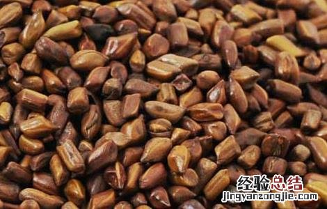 孕妇能喝决明子茶吗中期 孕妇能喝决明子茶吗