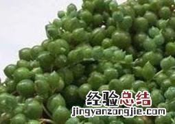 珍珠吊兰的养殖方法和注意事项腱鞘炎 珍珠吊兰的养殖方法和注意事项