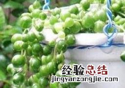 珍珠吊兰的养殖方法和注意事项腱鞘炎 珍珠吊兰的养殖方法和注意事项