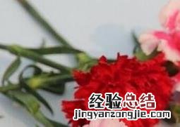康乃馨的功效与禁忌 康乃馨可食用吗
