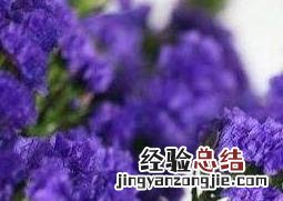 勿忘我的功效与作用及食用方法 勿忘我的功效与禁忌