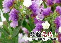 勿忘我的功效与作用及食用方法 勿忘我的功效与禁忌