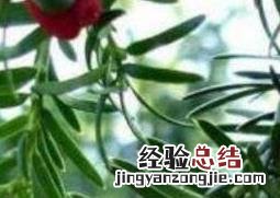 红豆杉如何养殖视频 红豆杉如何养殖
