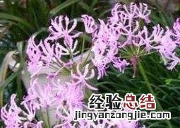 娜丽花的养殖方法和养殖注意事项 海娜花的养殖方法和注意事项