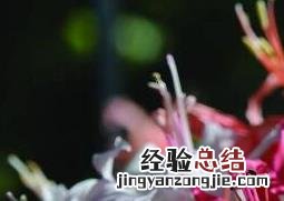 娜丽花的养殖方法和养殖注意事项 海娜花的养殖方法和注意事项