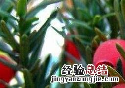 红豆杉移栽后注意事项 红豆杉刚移栽怎么养护