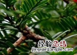 红豆杉移栽后注意事项 红豆杉刚移栽怎么养护