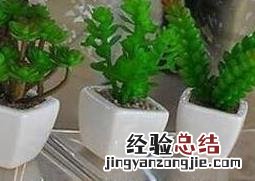 怎么用啤酒浇花好看 怎么用啤酒浇花