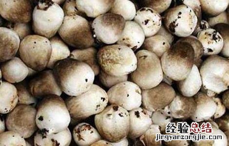 孕妇能吃草菇吗 孕妇能吃草菇吗晚期