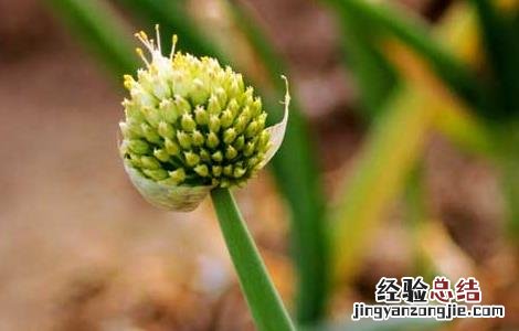 大葱和什么一起吃 大葱不能跟什么一起吃