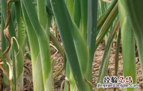 孕妇能吃大葱吗 孕妇能吃大葱吗中期