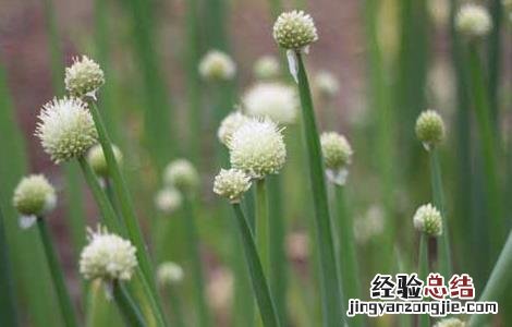 孕妇能吃大葱吗 孕妇能吃大葱吗中期