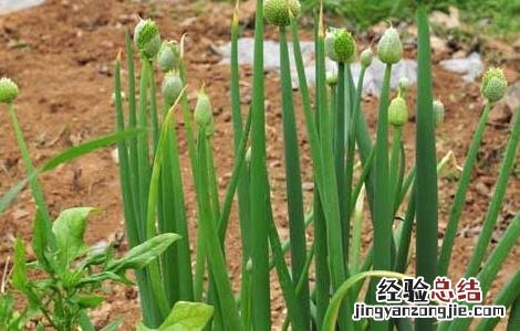 孕妇能吃大葱吗 孕妇能吃大葱吗中期